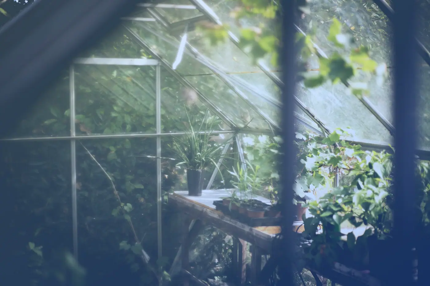 Plants growing inside a greenhouse