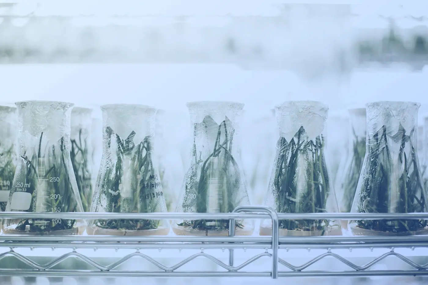Seedlings growing in glass beakers